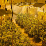 Sarajevo: Kod 31-godišnje djevojke otkriveno pet laboratorija za uzgoj marihuane