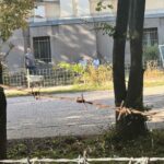 Šok: Prase se okreće ispred Zemaljskog muzeja